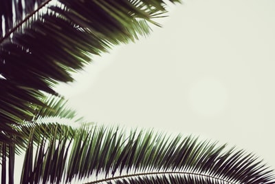 绿色的棕榈树下白色的天空
